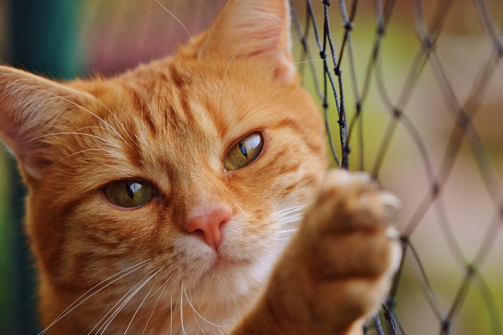 How to Adopt a Cat in the UK – A Complete Owner’s Guide