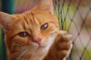 How to Adopt a Cat in the UK – A Complete Owner’s Guide