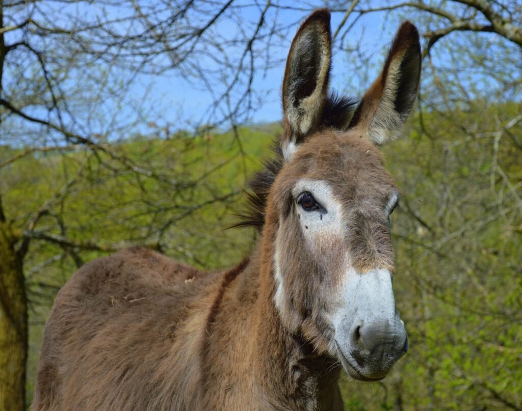 Rehome Horses, Ponies & Donkeys in Sussex – Kilmarnock Horse Rescue Animal rescue service