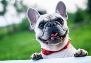 Welcoming Your New Dog: Essential Tips for Preparing Your Home