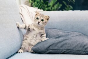 Essential Considerations When Adopting a Cat or Kitten