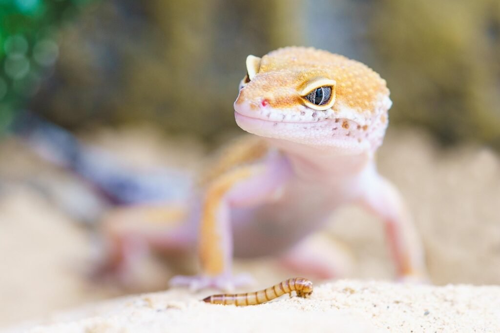 Reptiville Reptile and Invert Sanctuary Animal rescue service
