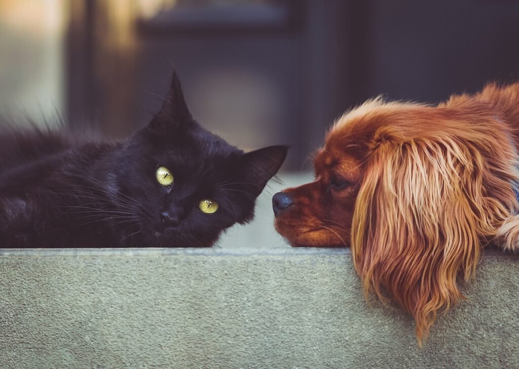 A Complete Guide on How to Transport Your Adopted Pet from the Adoption Centre
