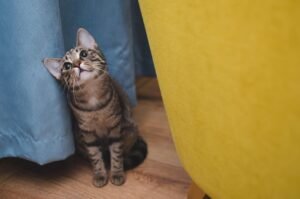 Complete Guide to Pet Adoption Home Checks in the UK: What to Expect and How to Prepare