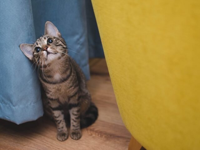 Complete Guide to Pet Adoption Home Checks in the UK: What to Expect and How to Prepare