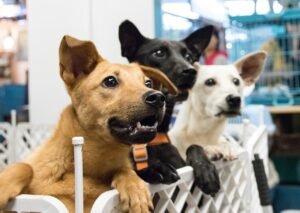 The Best UK Pet Adoption Centres Ranked by Region: 2025 Update