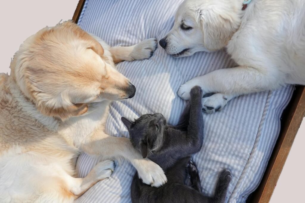 Edinburgh Dog and Cat Home Animal rescue service