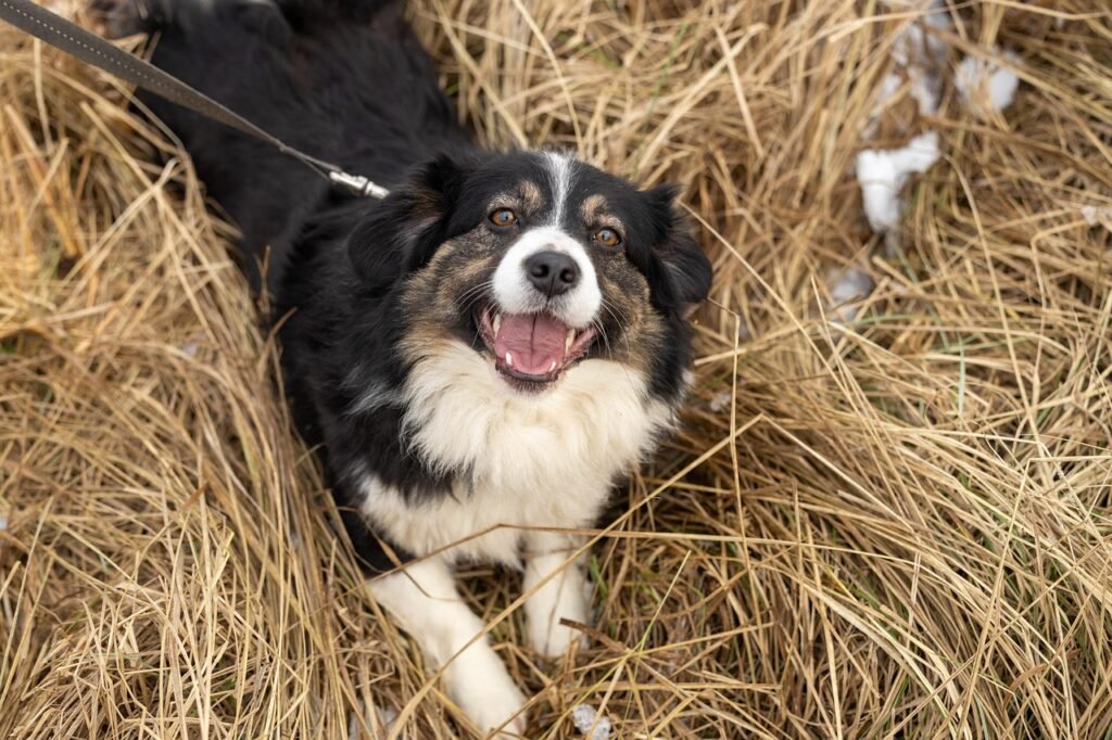 The Cost of Adopting a Rescue Pet in the UK (2025): New Fees and Setup