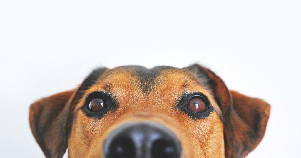 Essential Considerations When Adopting a Dog or Puppy in the UK