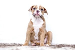 Puppies For Adoption Near Me: A Step-by-Step Adoption Guide