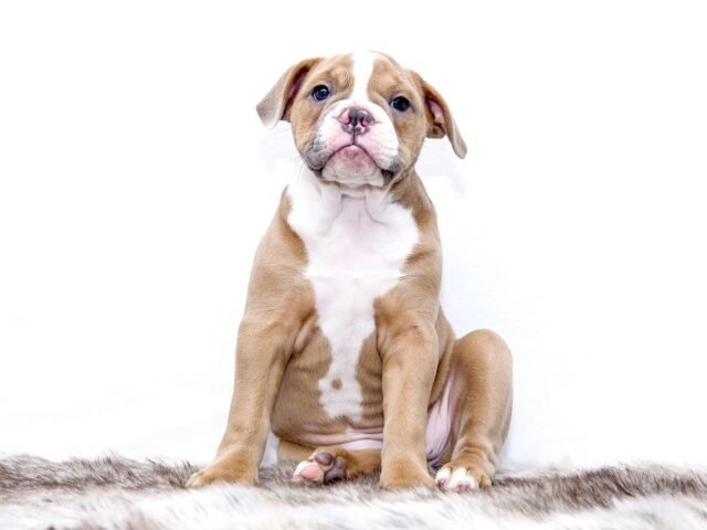 Puppies For Adoption Near Me: A Step-by-Step Adoption Guide