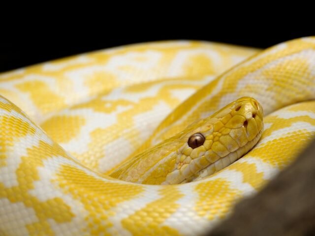 How To Foster Pets Before Adoption: Step-by-Step Guide