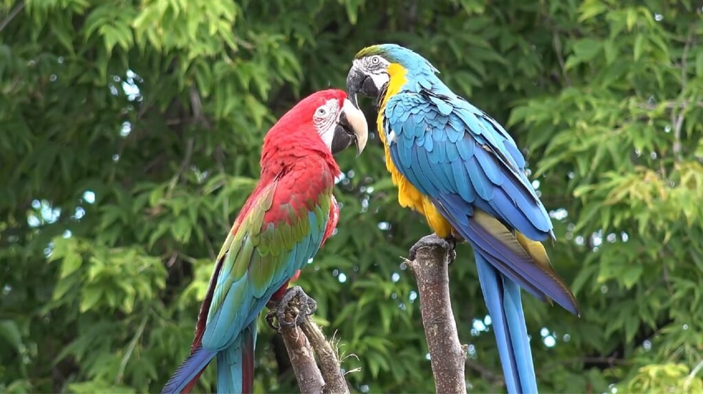 Adopting A Bonded Pair Of Pets: Why It’s Worth It