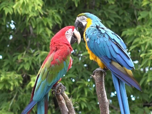 Adopting A Bonded Pair Of Pets: Why It’s Worth It