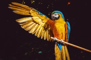 Best Diets For Pet Birds: A Nutritionist-Backed Guide