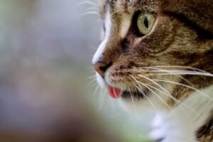 Cat Adoption Near Me: What To Look For In Your Local Shelter