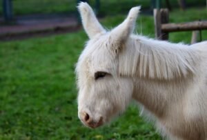 Paccombe Donkey Farm Animal rescue service