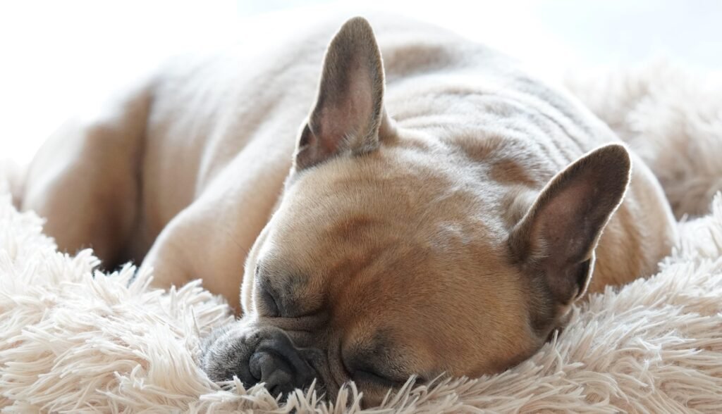 find the best bedding for your dog