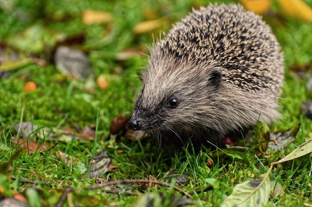 How To Find Small Animal Rescues In Your Area