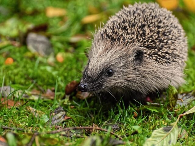 How To Find Small Animal Rescues In Your Area