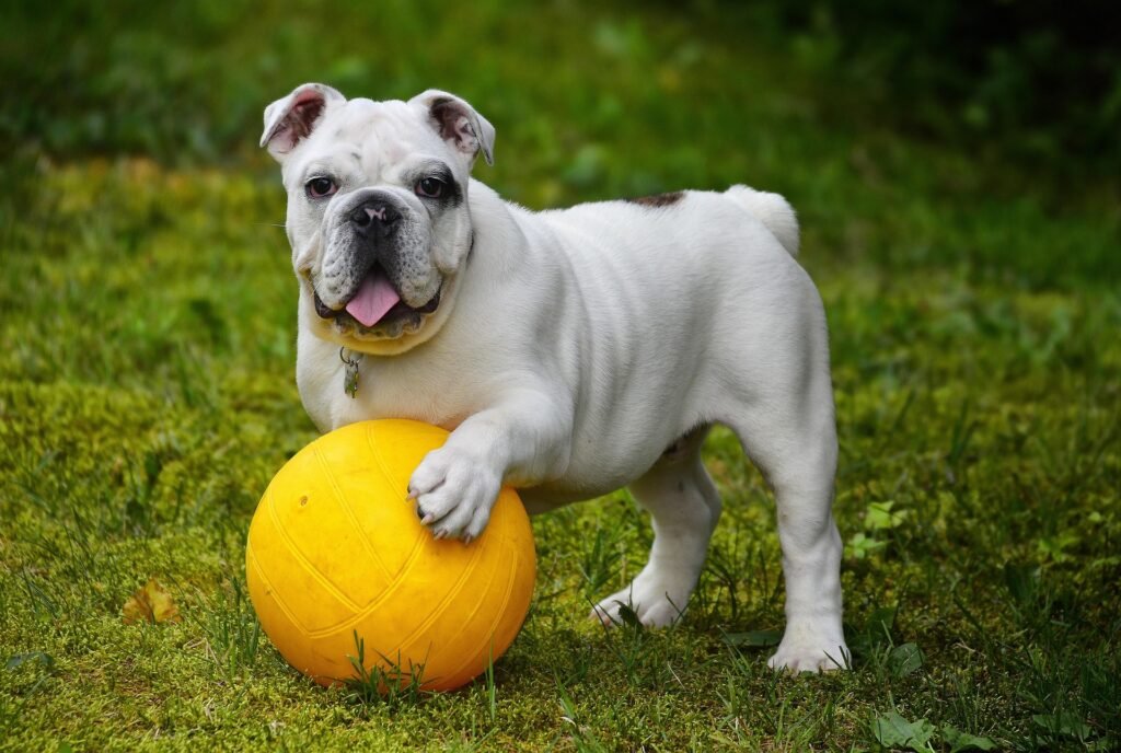 find the best pet insurance for your new dog