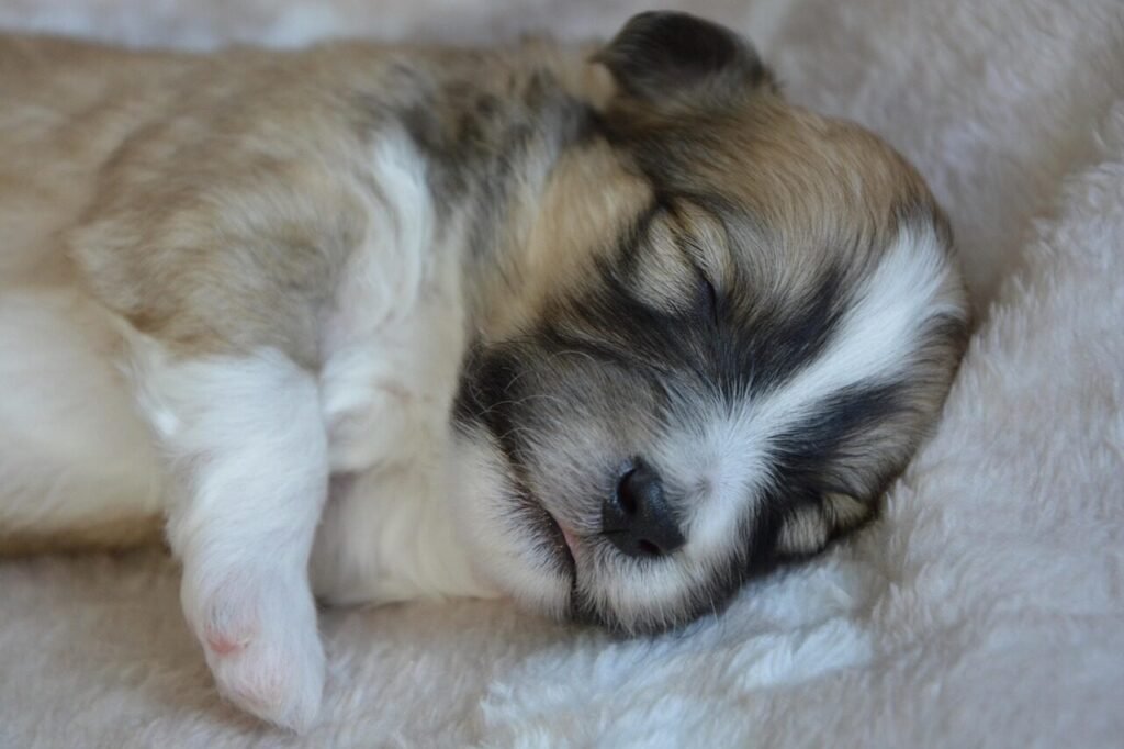 Understanding Maternal Behavior in Dogs: Why Your Dog Licks Its Puppies