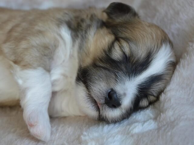 Understanding Maternal Behavior in Dogs: Why Your Dog Licks Its Puppies
