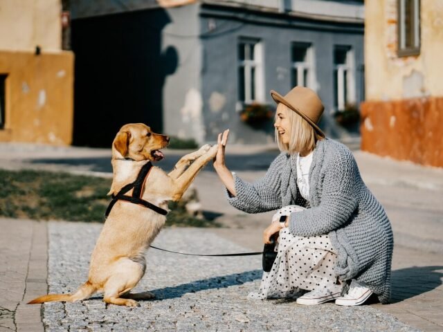 Exploring Animal Rescue Centres in the UK and Volunteering Opportunities