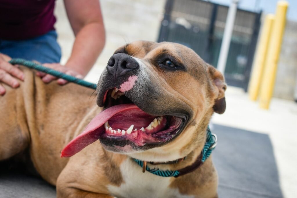 animal rescue centres and volunteering with animals near me