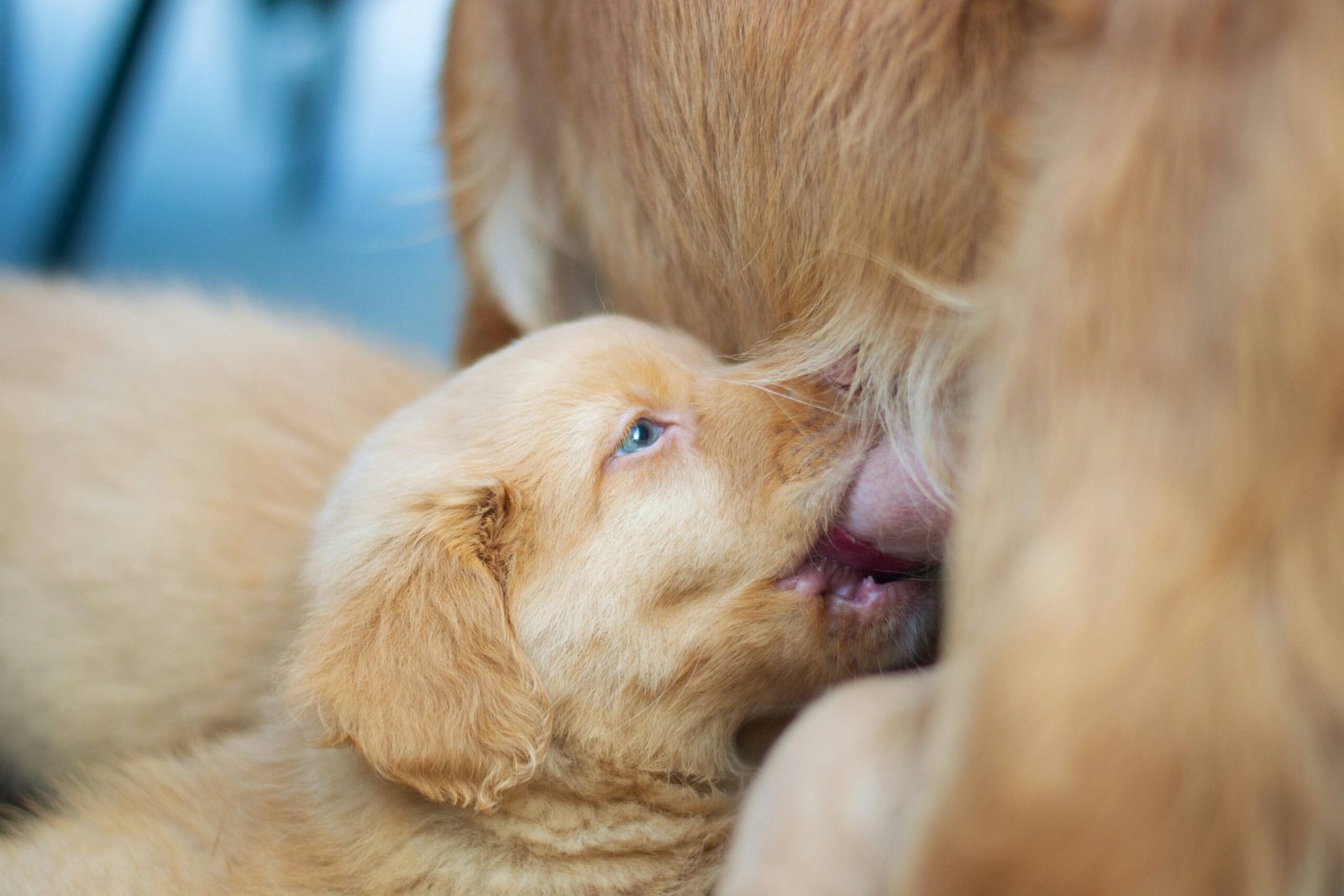 Understanding Maternal Behavior in Dogs: Why Your Dog Licks Its Puppies